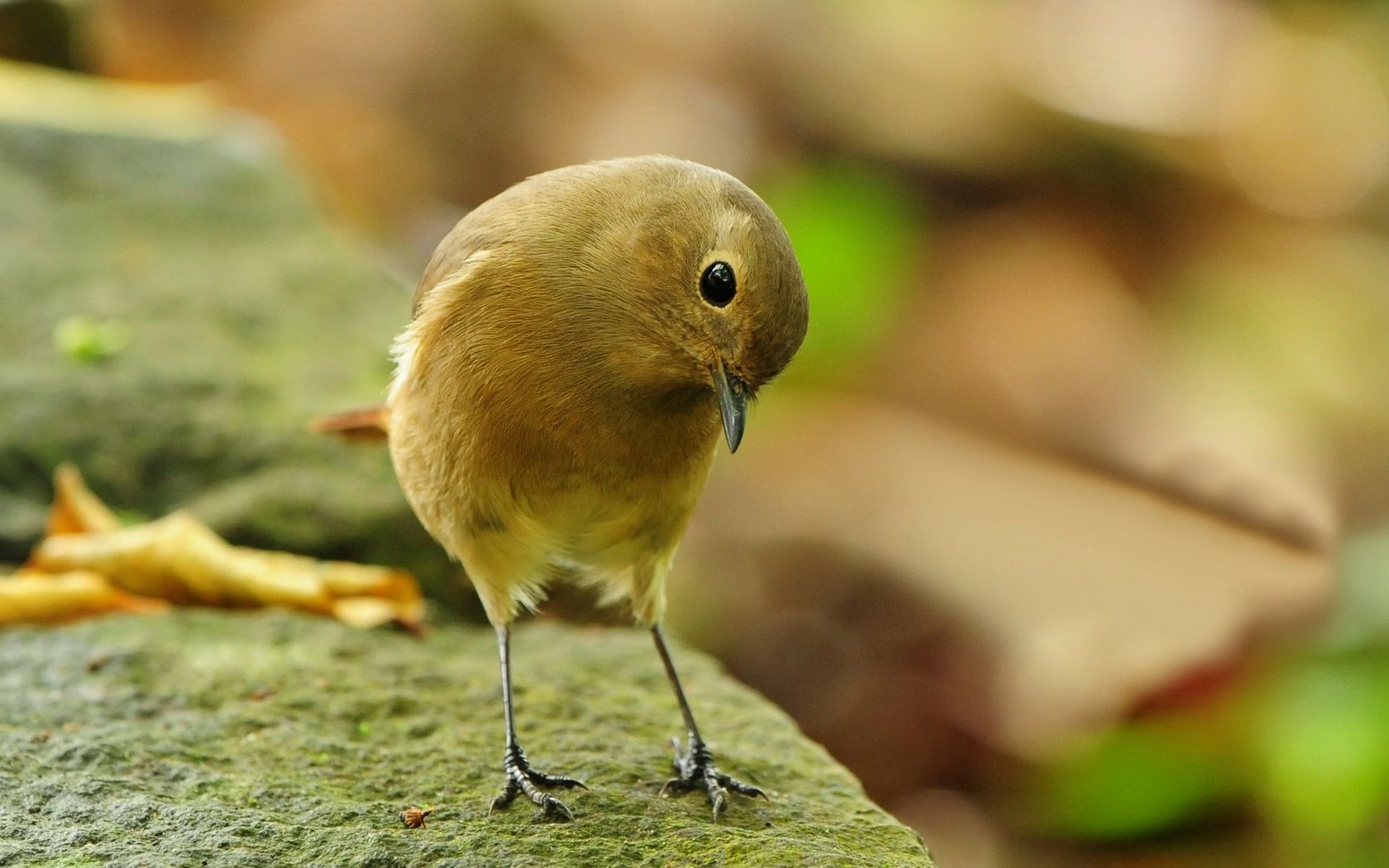 bird Wallpaper