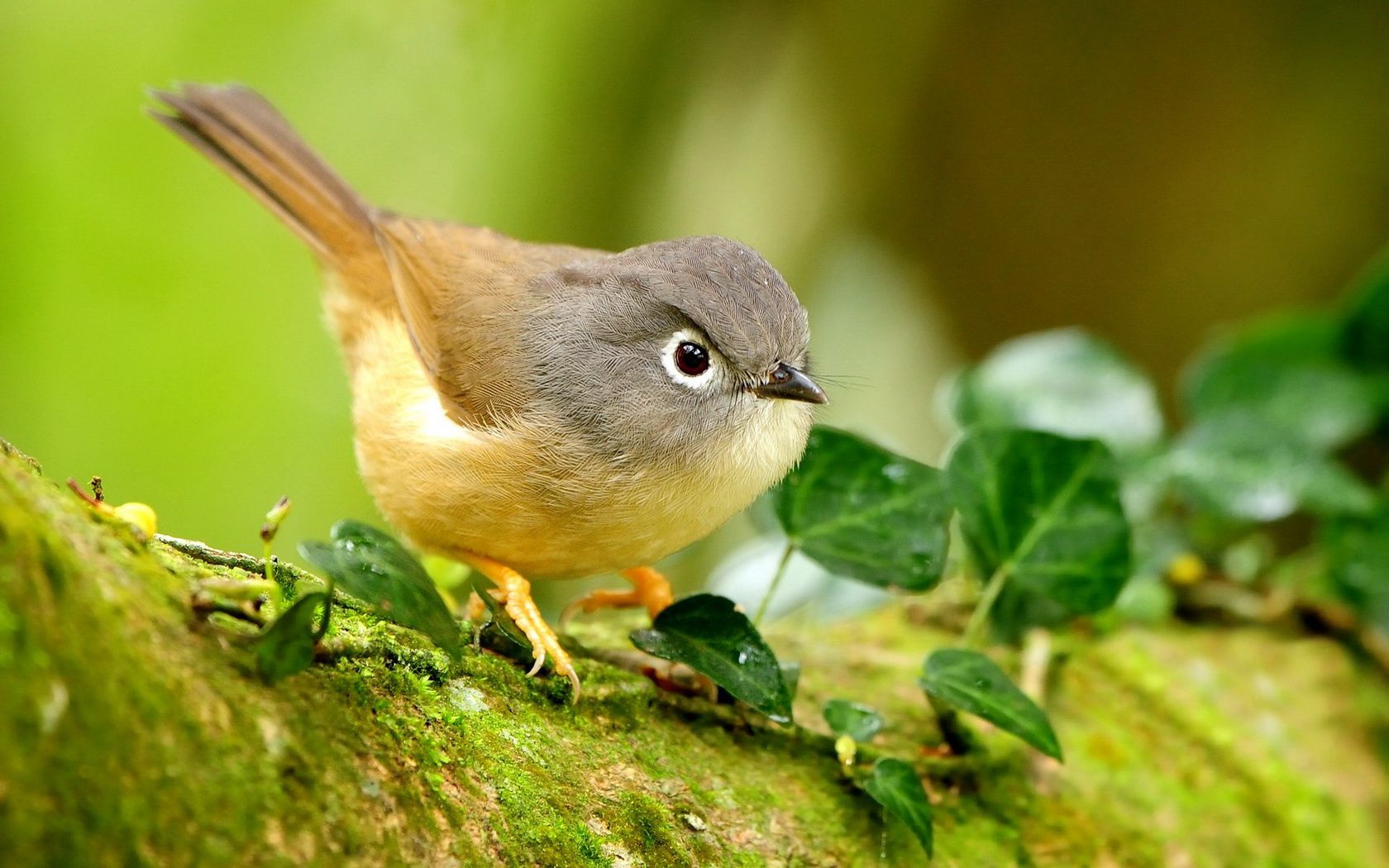 bird Wallpaper