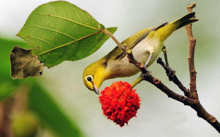 bird HD Wallpaper Desktop Background