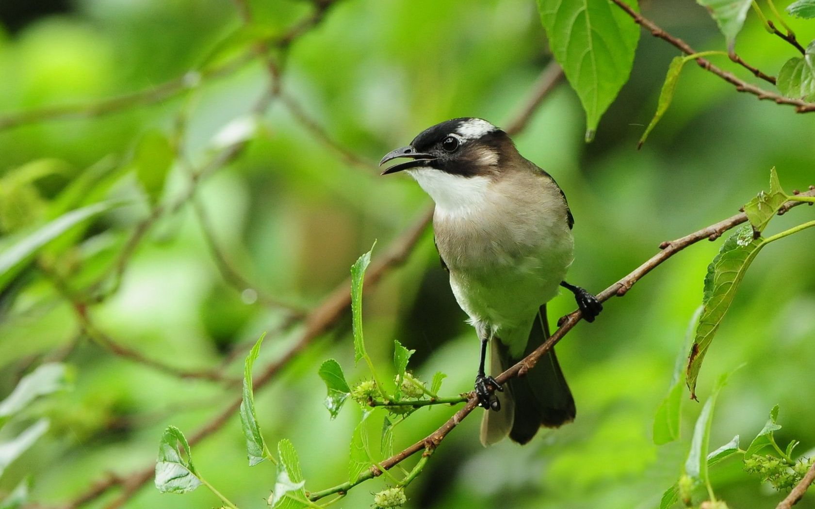 bird Wallpaper