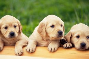 animals, Dogs, Puppies, Pets, Labrador, Retriever, Labradors