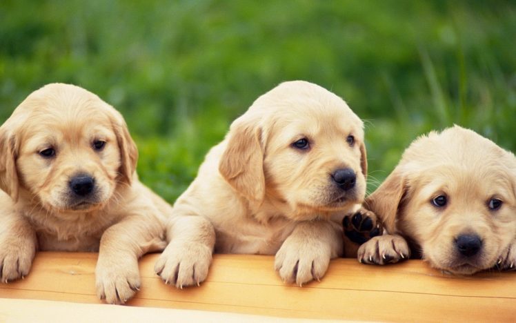 animals, Dogs, Puppies, Pets, Labrador, Retriever, Labradors HD Wallpaper Desktop Background