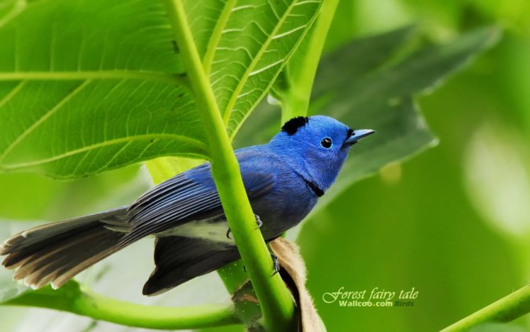 birds, Blue, Bird HD Wallpaper Desktop Background