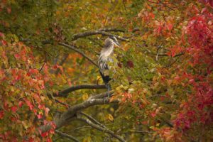 bird, Tree, Branches, Foliage, Autumn, Heron