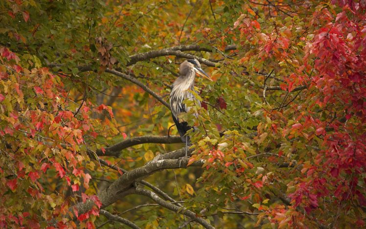 bird, Tree, Branches, Foliage, Autumn, Heron HD Wallpaper Desktop Background
