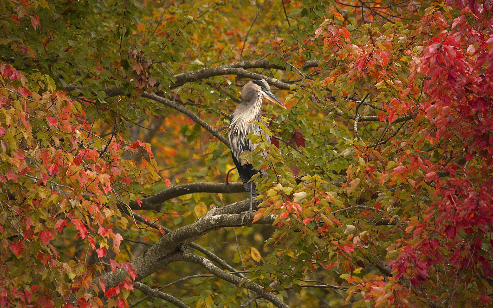 bird, Tree, Branches, Foliage, Autumn, Heron Wallpaper