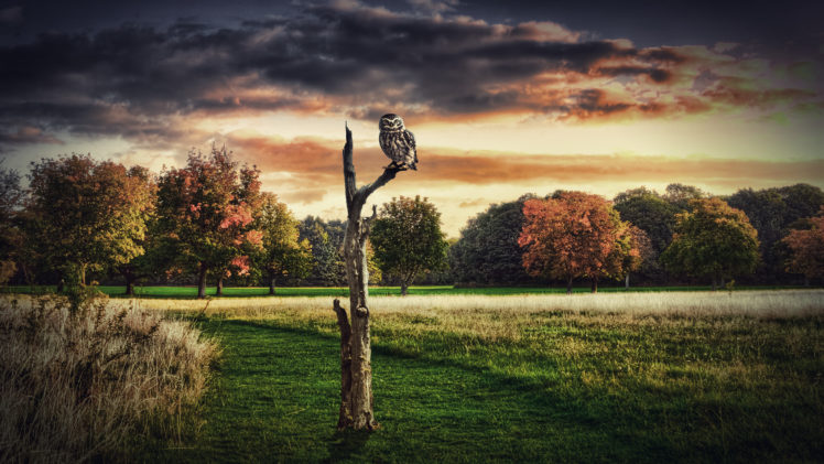 bird, Tree, Owl HD Wallpaper Desktop Background