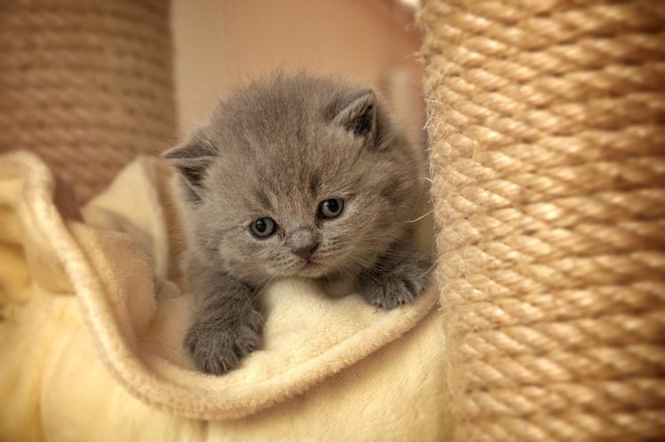 cat, Kitten, Gray, Furry, Paws HD Wallpaper Desktop Background