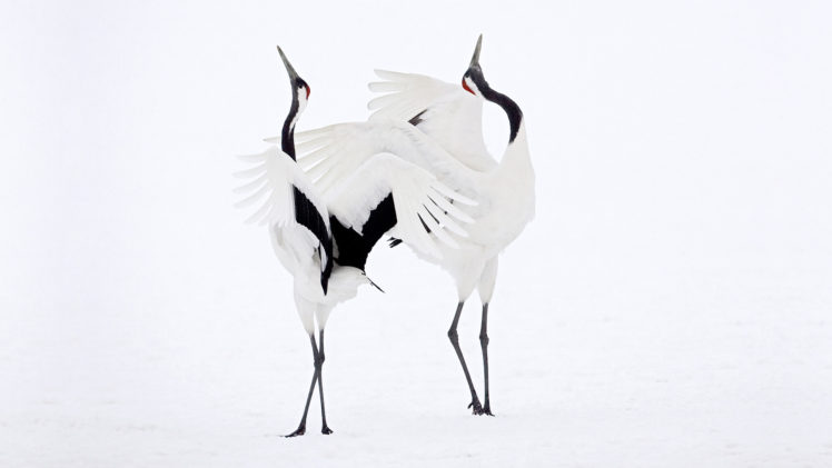 couple, Snow, Dance, Cranes, Bokeh, Mood HD Wallpaper Desktop Background