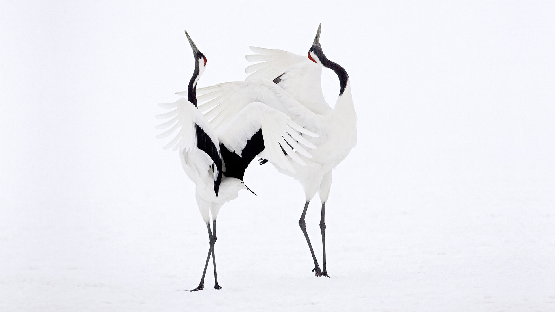 couple, Snow, Dance, Cranes, Bokeh, Mood Wallpaper
