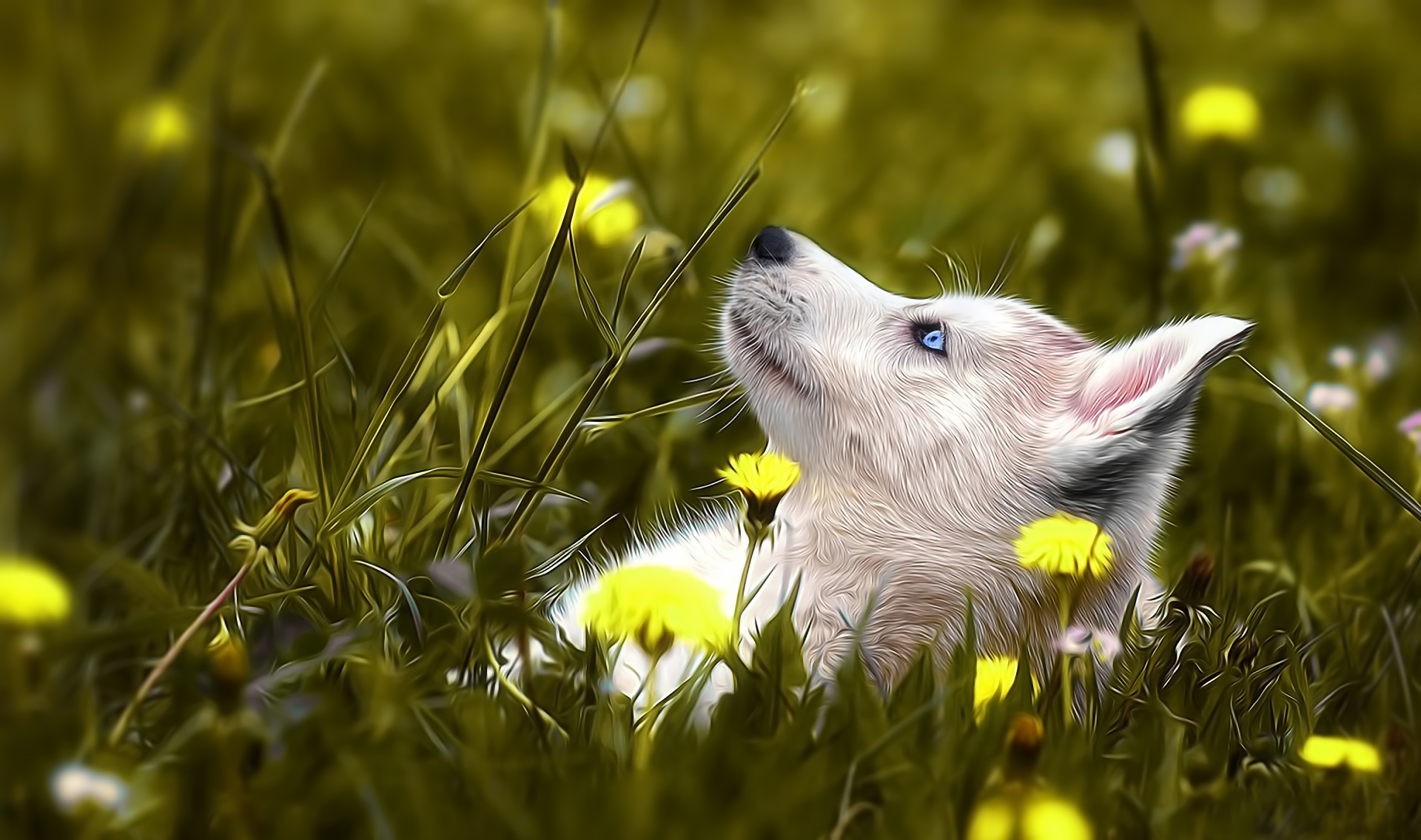 dog, Husky, Grass, Flower, Bokeh, Mood Wallpaper