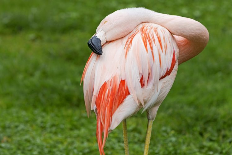 flamingo, Bird, Neck HD Wallpaper Desktop Background