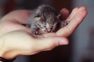 hand, Kitten