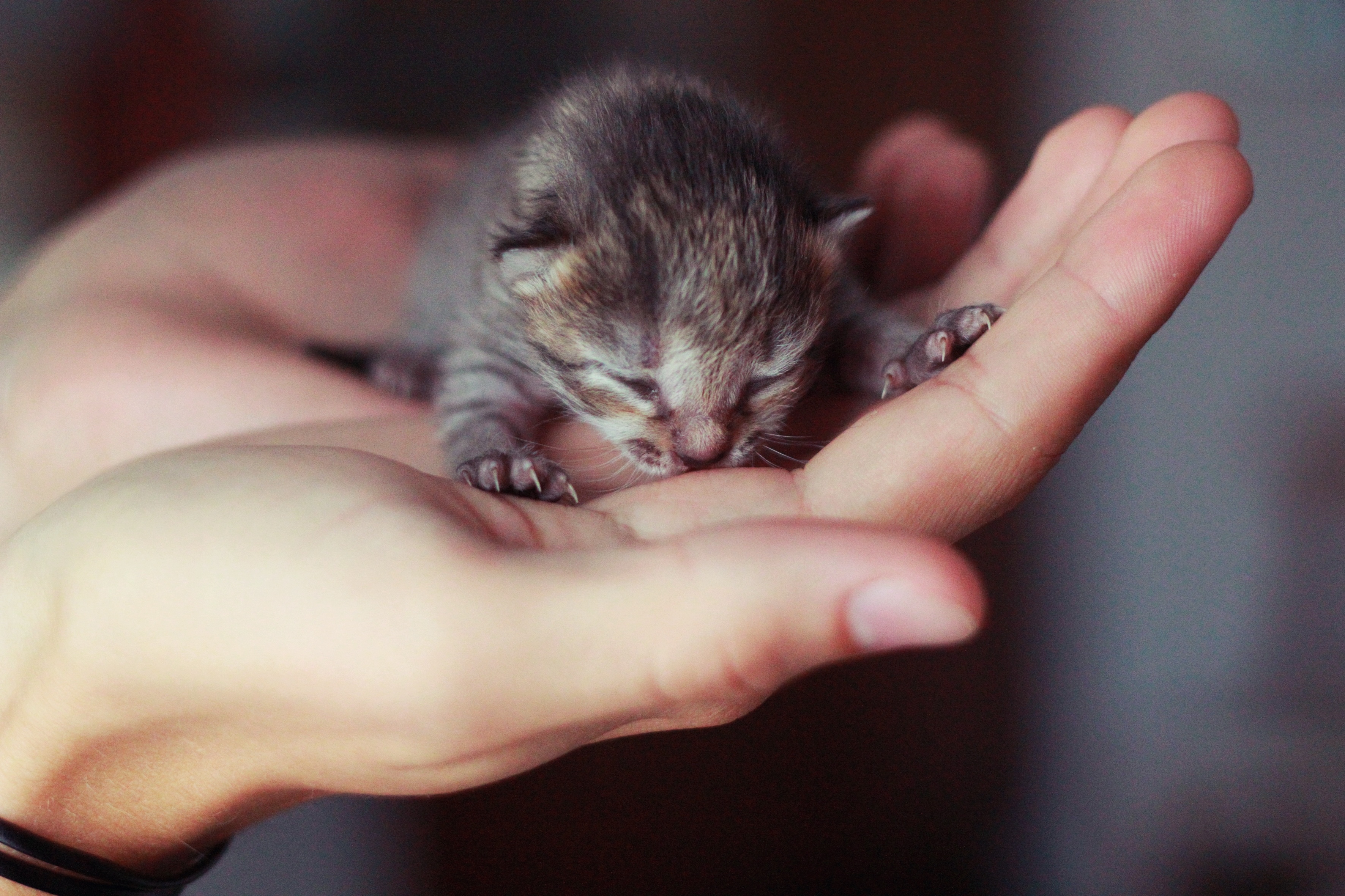 hand, Kitten Wallpaper