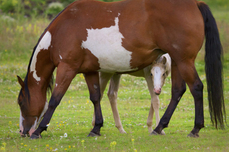 horse, Colt, Motherhood, Pasture, E HD Wallpaper Desktop Background