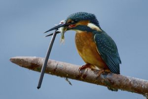 kingfisher, Bird, Catch, Branch