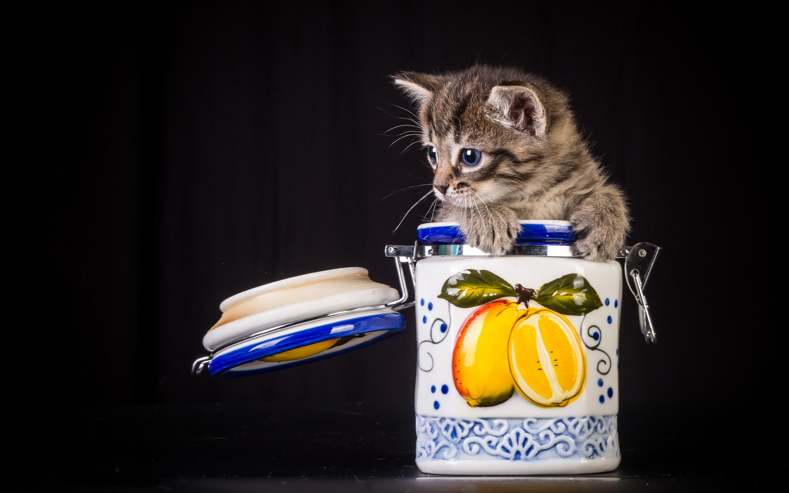 kitten, Cat Wallpaper