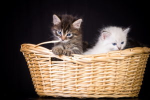 kittens, Basket