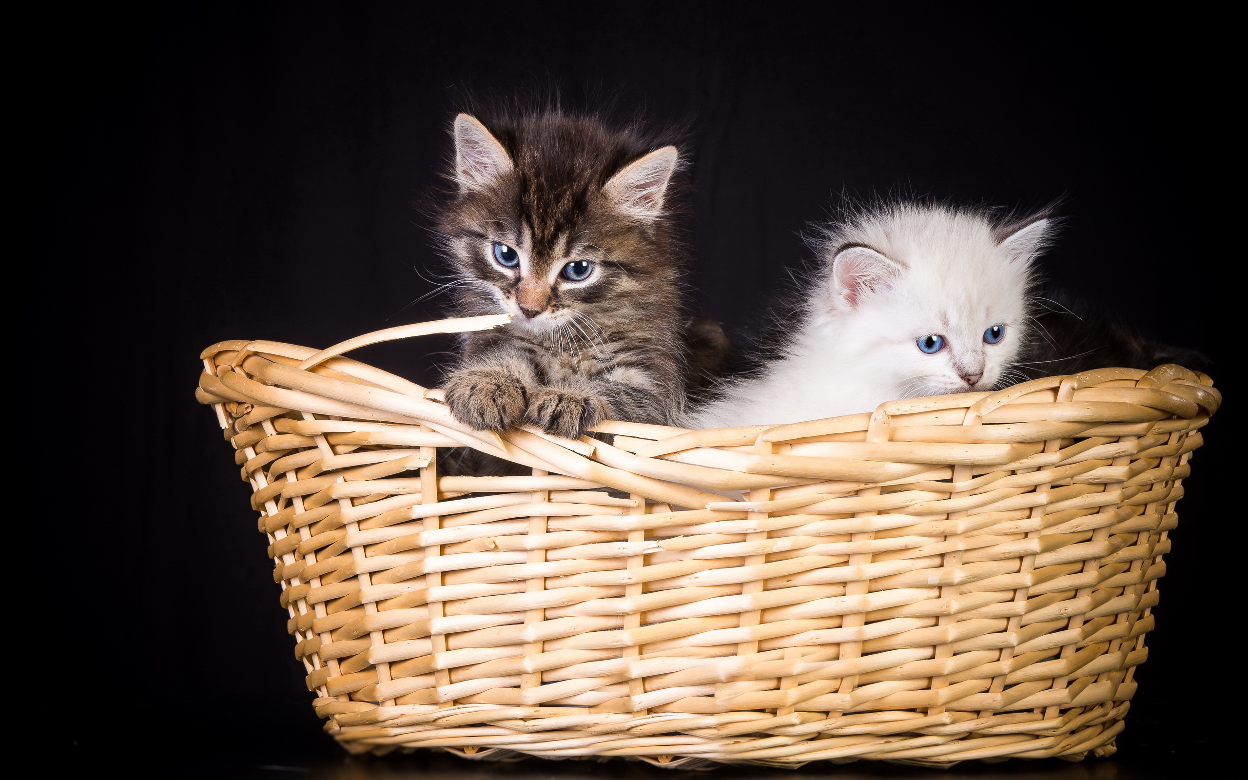 kittens, Basket Wallpaper