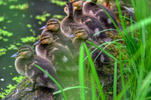 pond, Grass, Ducklings, Duck