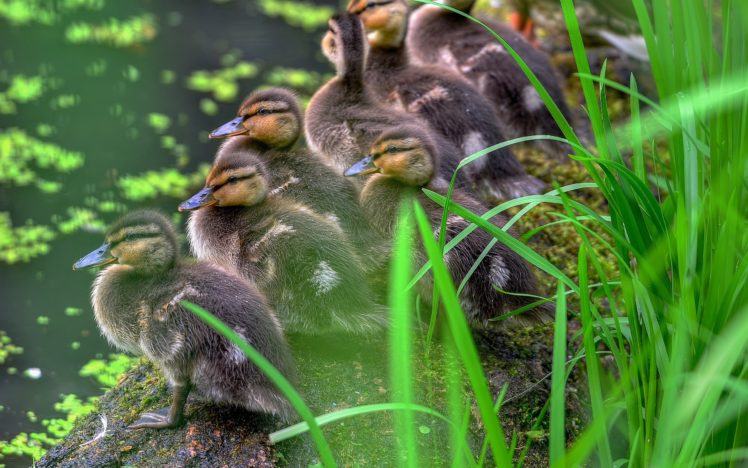 pond, Grass, Ducklings, Duck HD Wallpaper Desktop Background