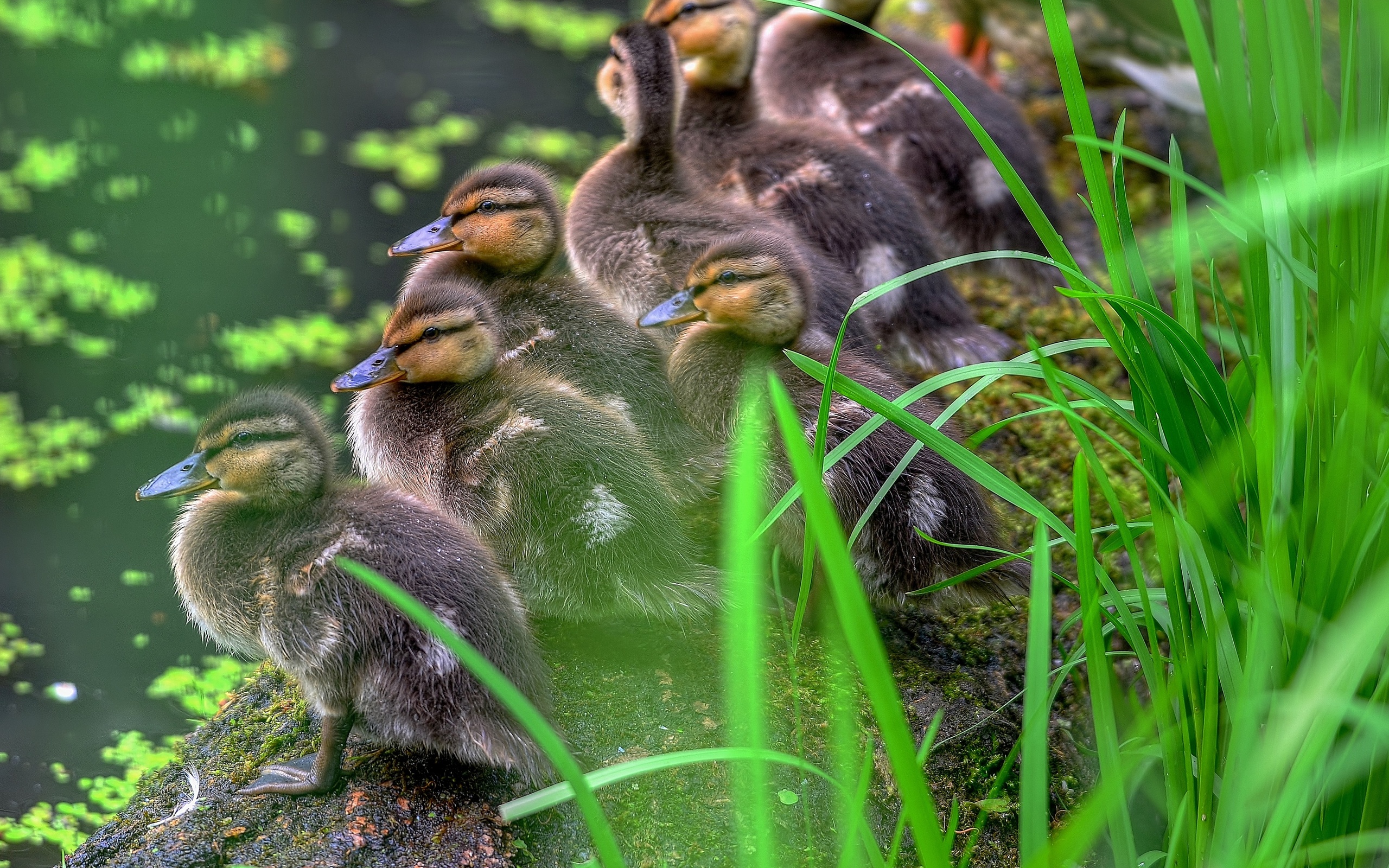 pond, Grass, Ducklings, Duck Wallpaper