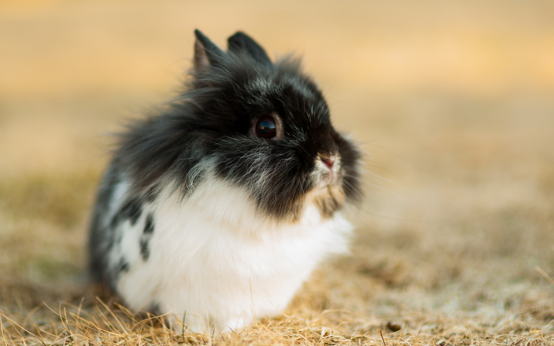 rabbit, Nature, Easter Wallpaper