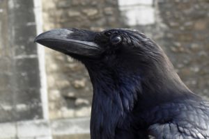 crows, Ravens