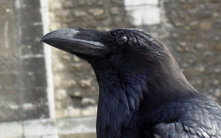 crows, Ravens HD Wallpaper Desktop Background