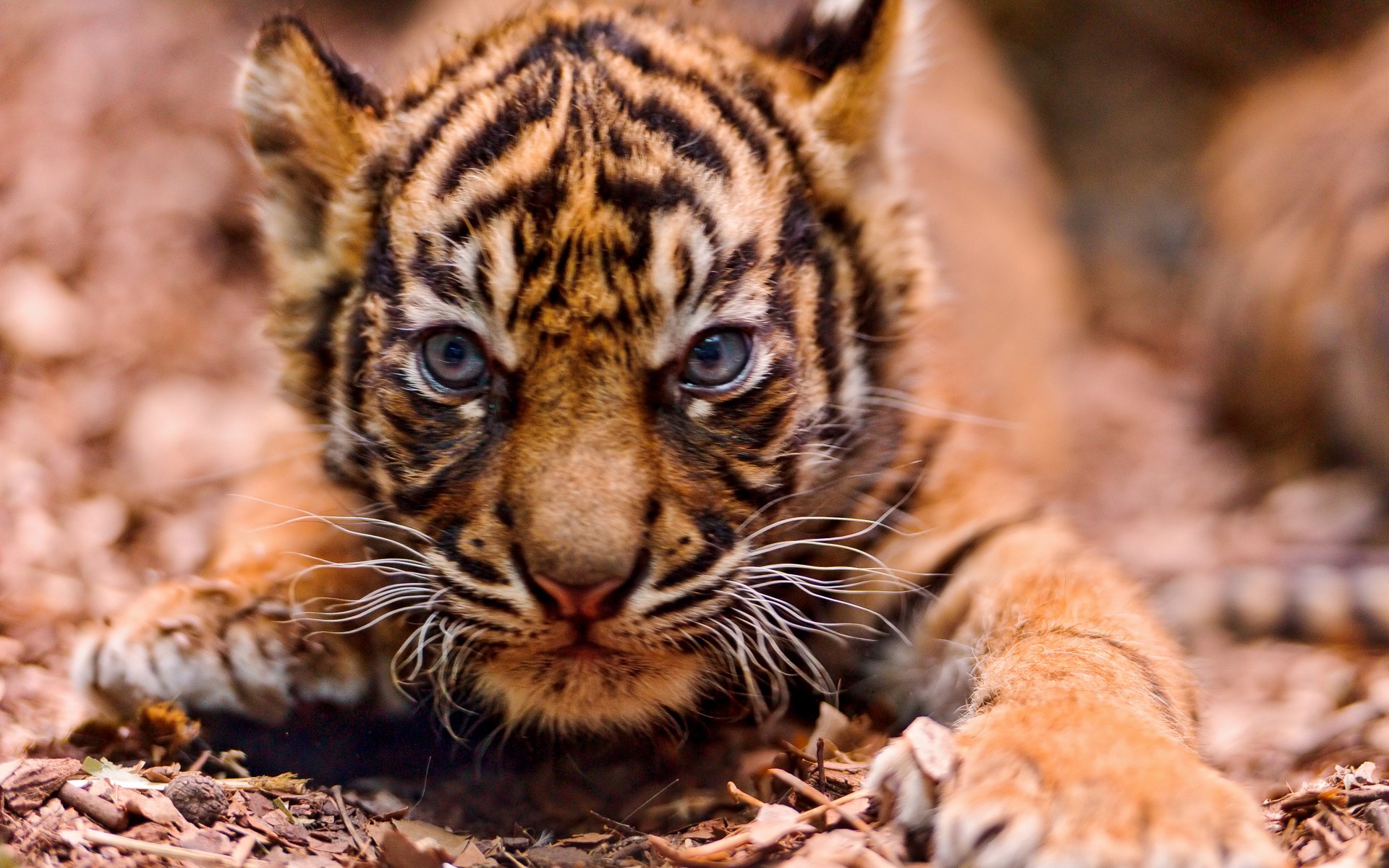 animals, Tigers, Baby, Animals Wallpapers HD / Desktop and Mobile  Backgrounds