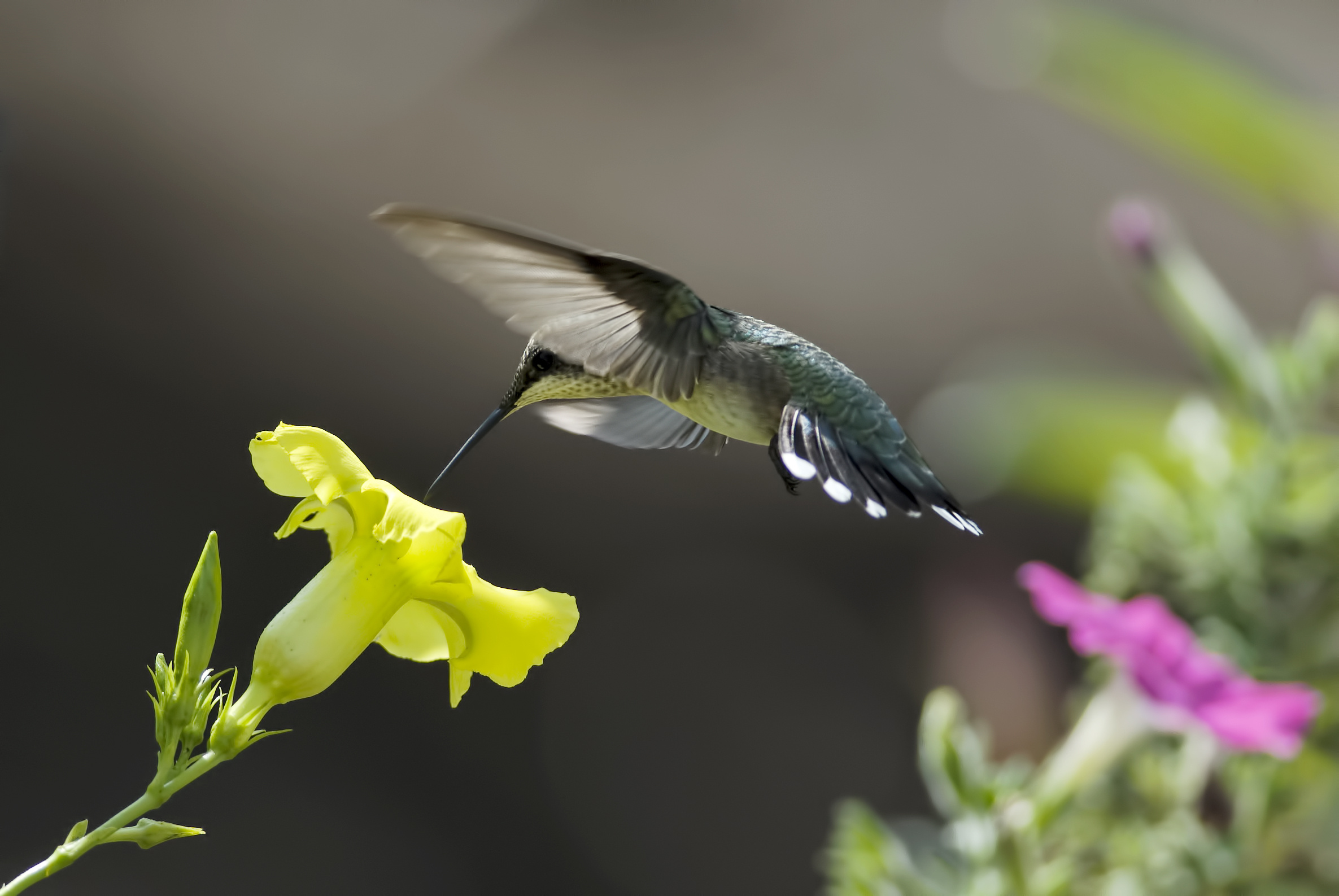 bird, Hummingbird, Flower Wallpaper