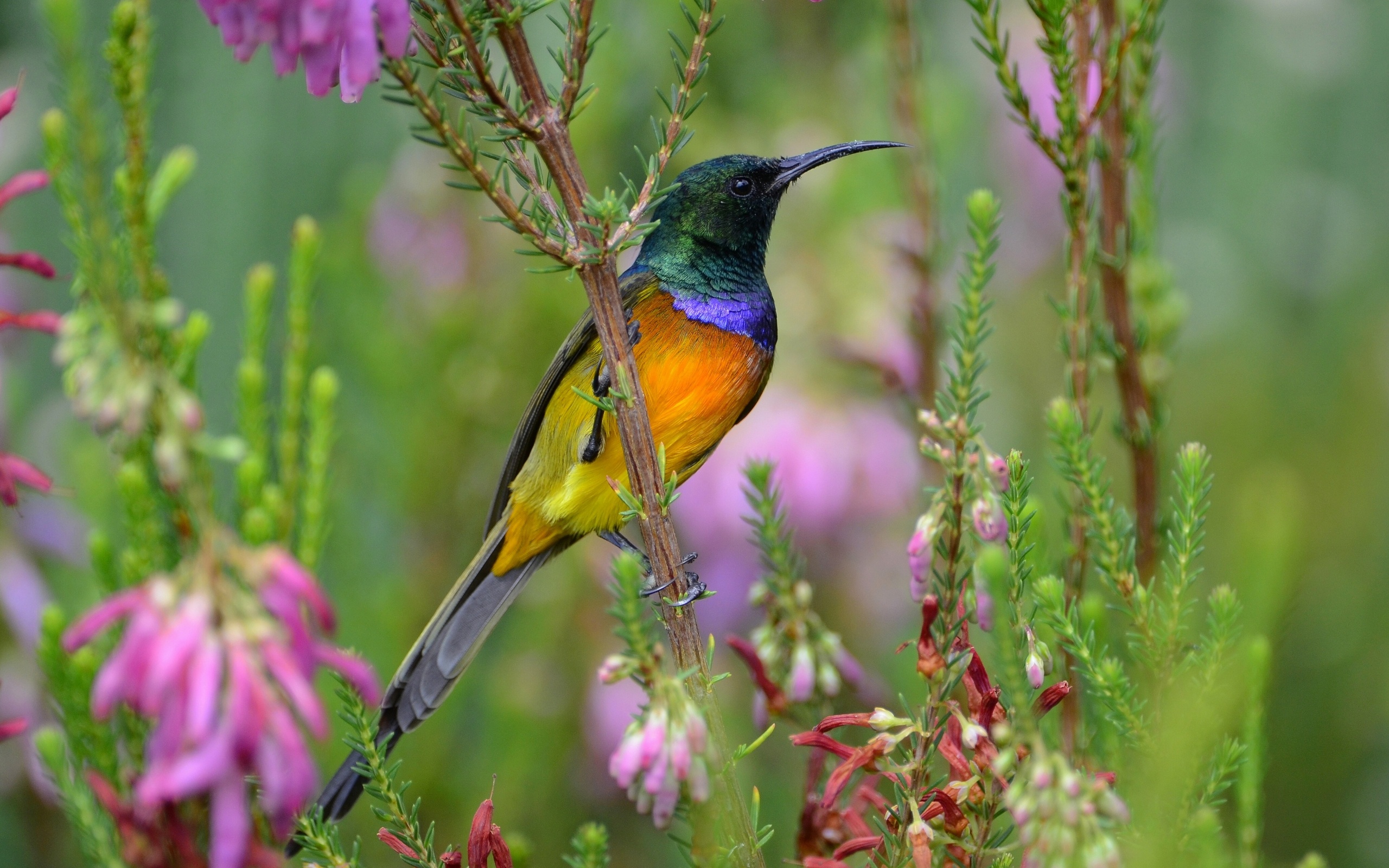 bird, Sunbird, Colorful, Flowers Wallpaper