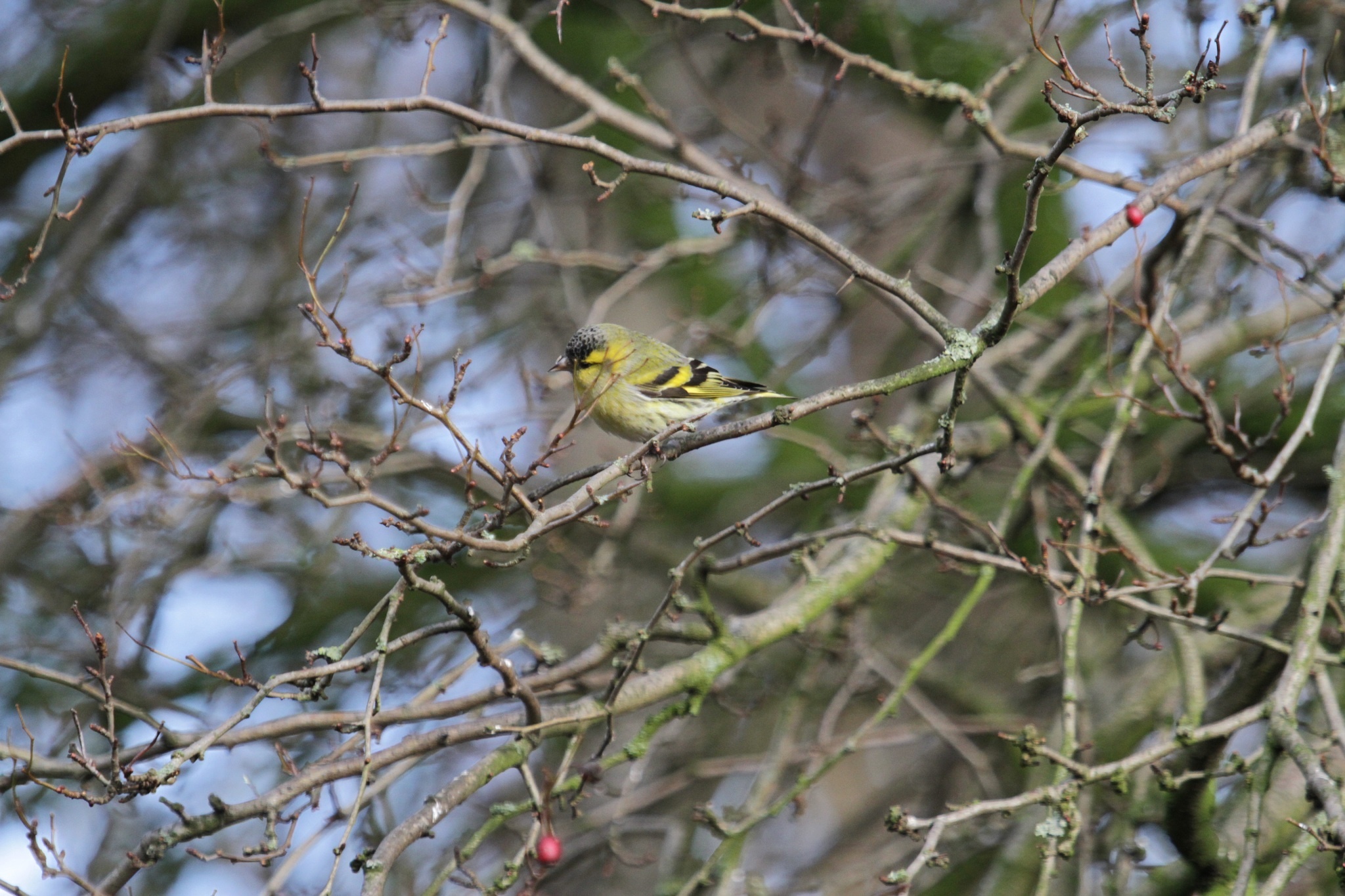 canary, Bird, Branches Wallpaper