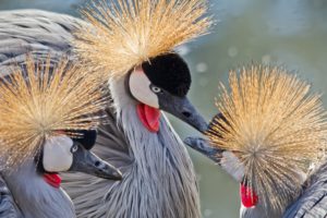 crowned, Cranes