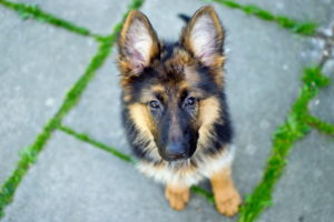 dog, German, Shepherd
