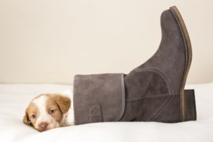 dog, Puppy, Boots