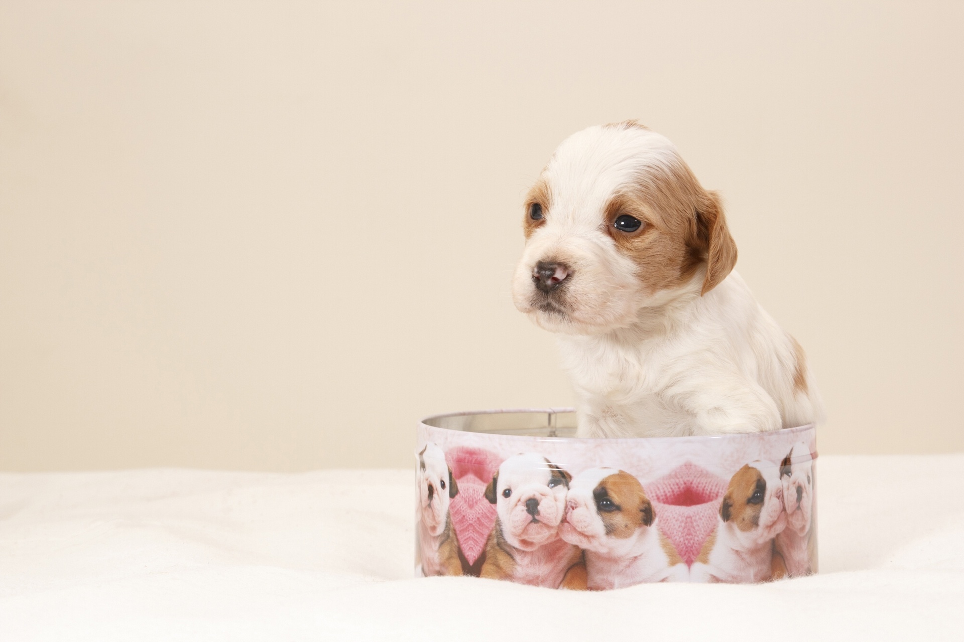 dog, Puppy, Box Wallpaper
