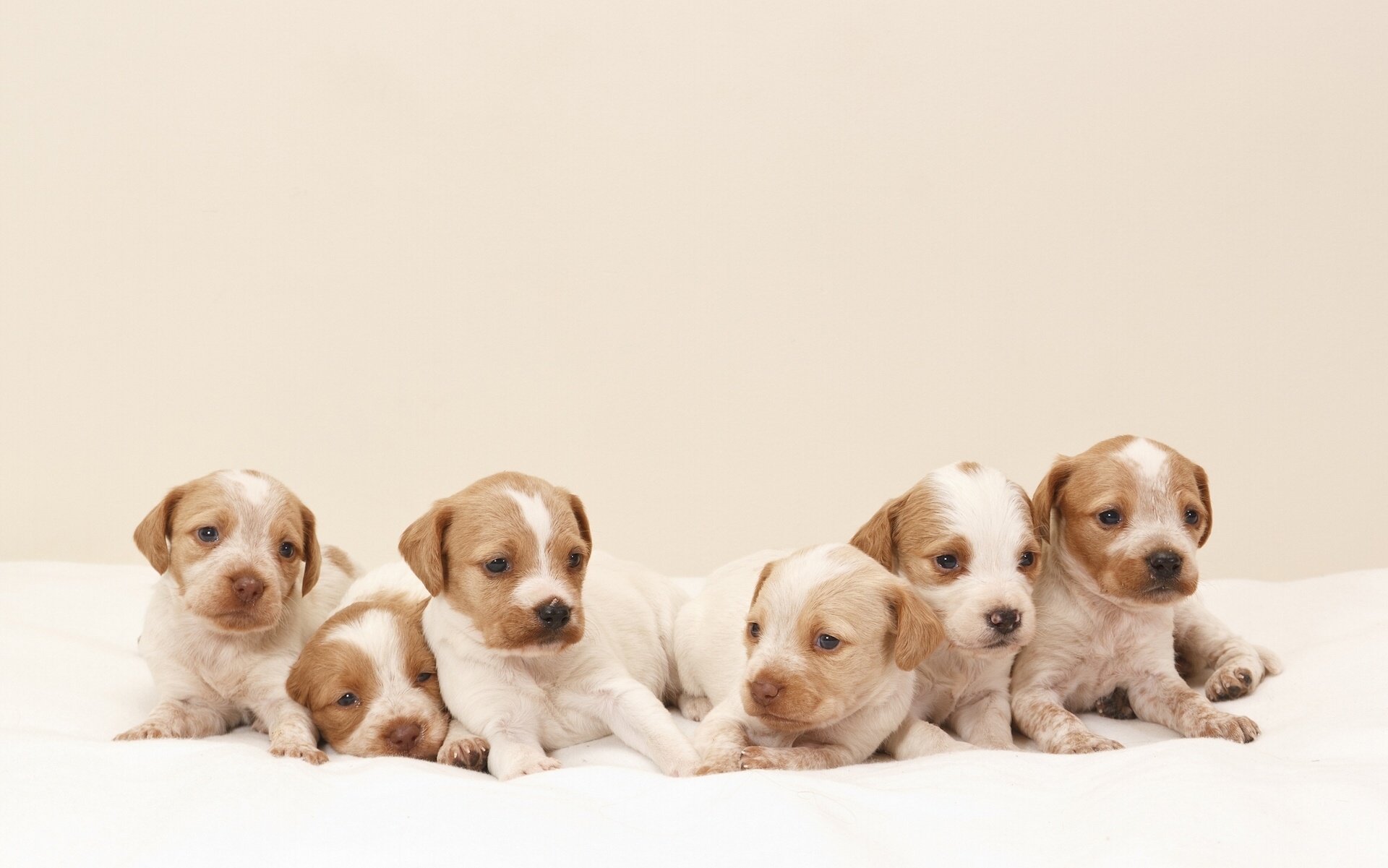 dogs, Puppies Wallpaper