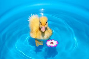 duckling, Chick, Flower, Water