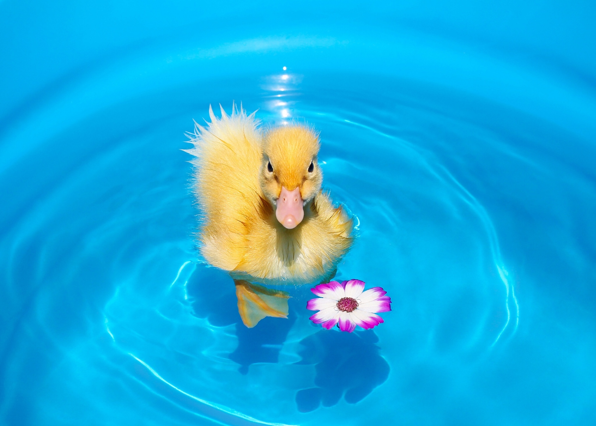 duckling, Chick, Flower, Water Wallpaper