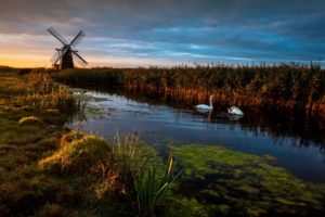 england, Mill, Swans, River, Reeds