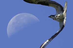 falcon, Eagle, Flying, Moon