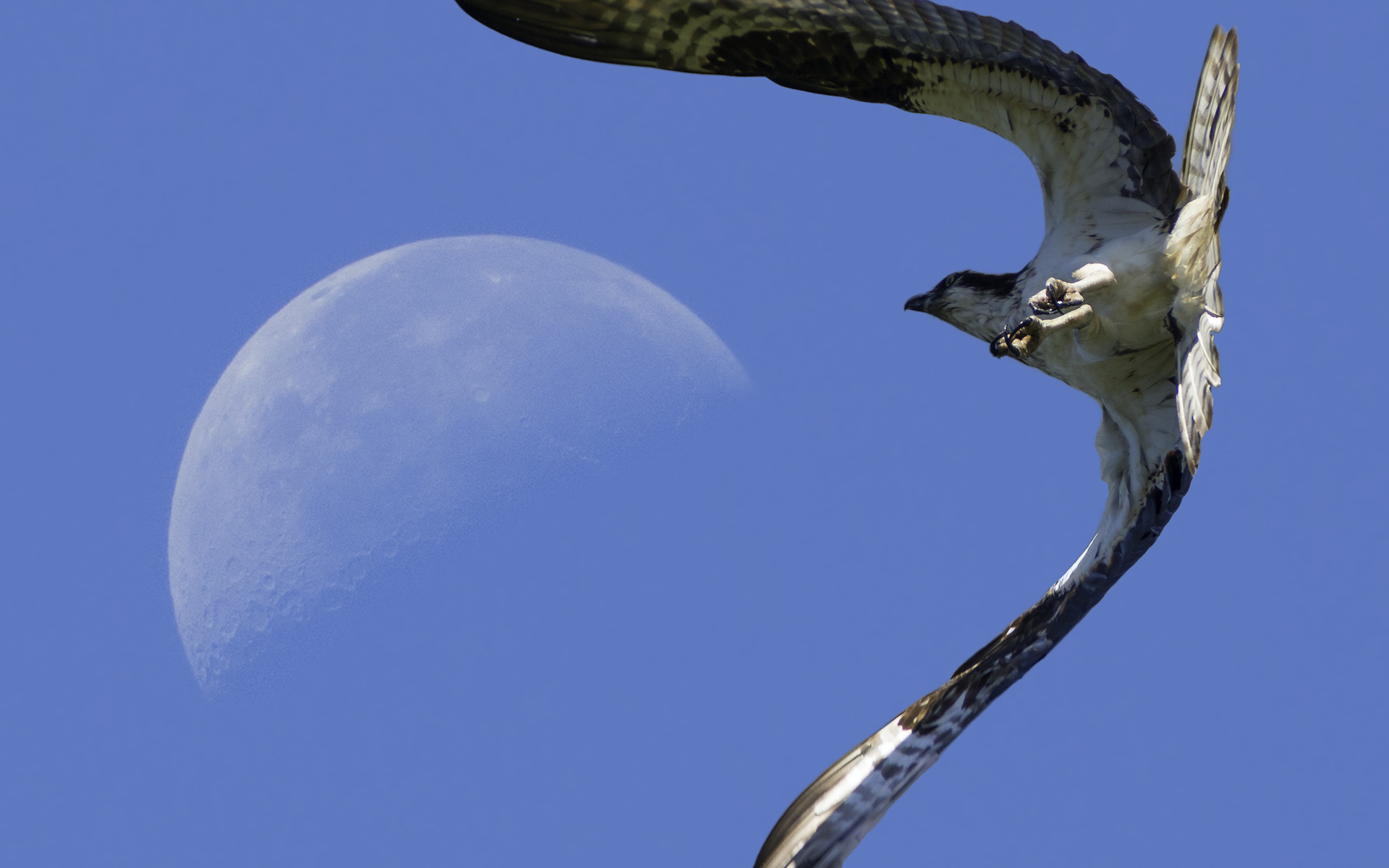 falcon, Eagle, Flying, Moon Wallpaper