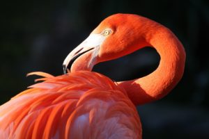 flamingo, Bird, Beak