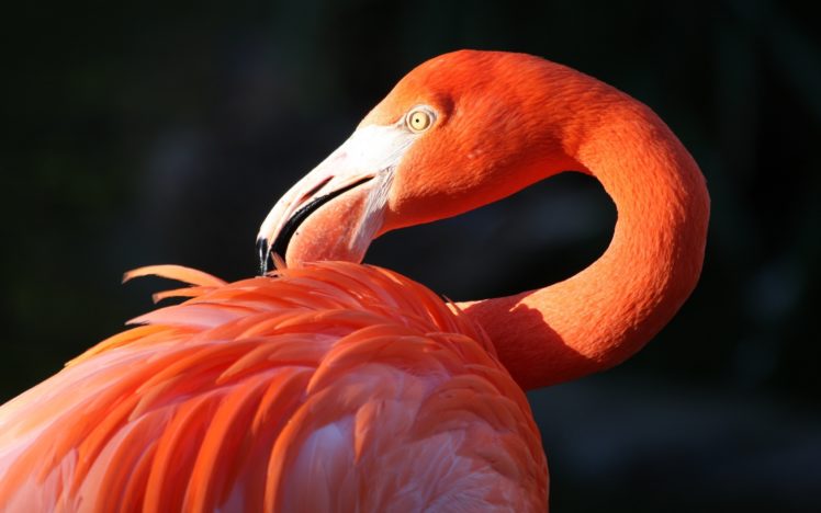 flamingo, Bird, Beak HD Wallpaper Desktop Background