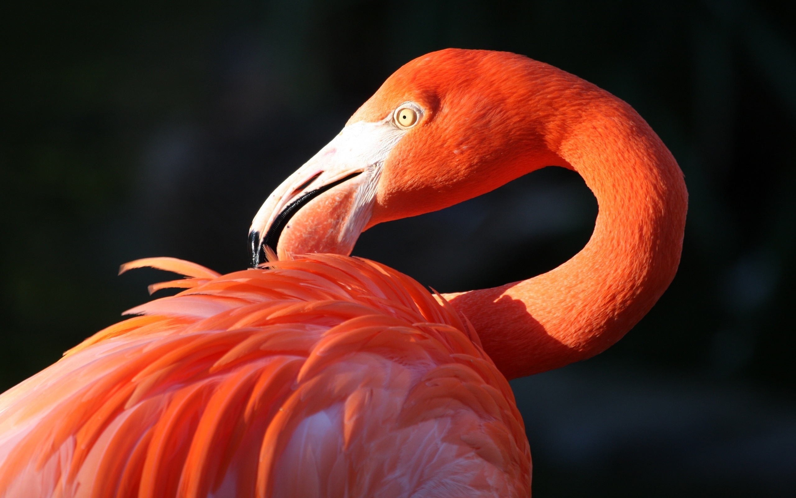 flamingo, Bird, Beak Wallpaper