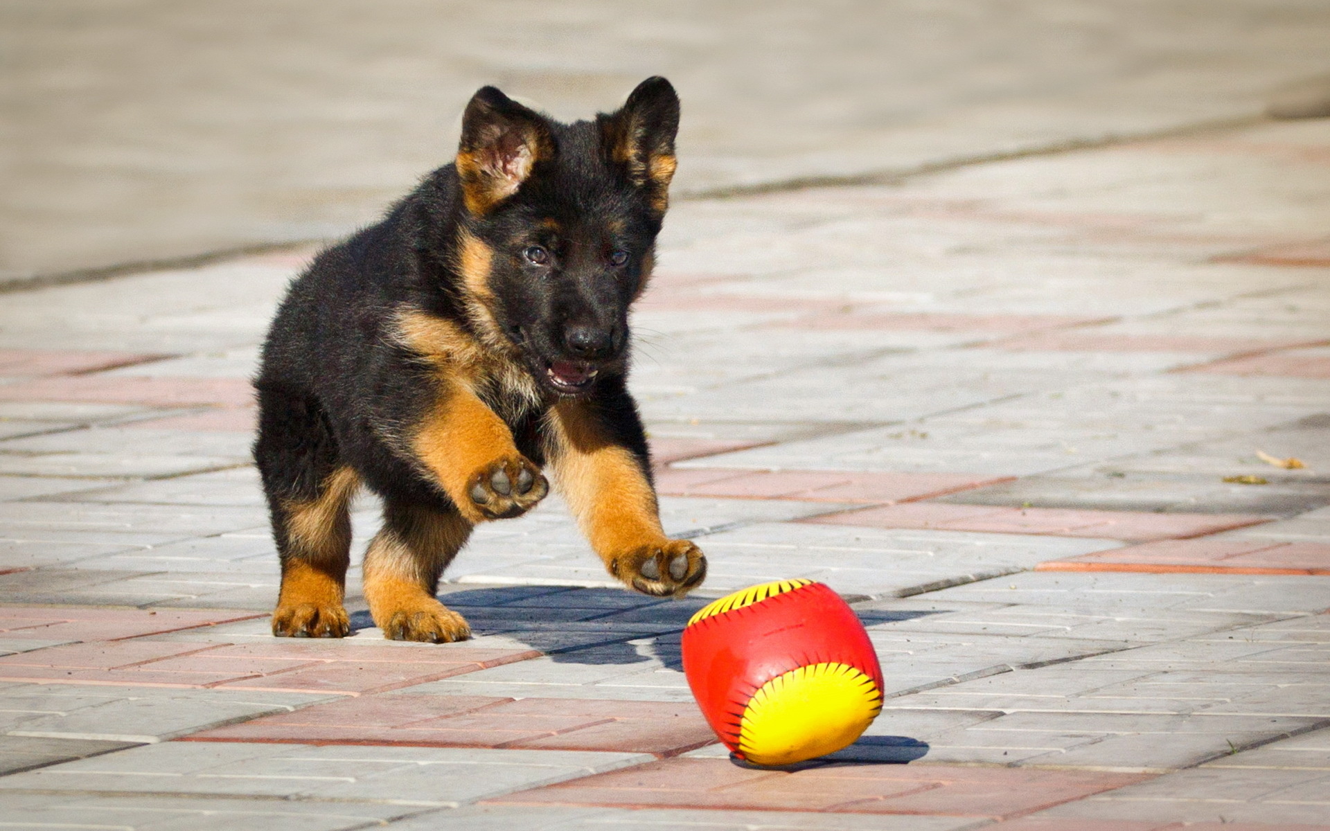 german, Shepherd, A, Ball, A, Puppy Wallpapers HD / Desktop and Mobile  Backgrounds