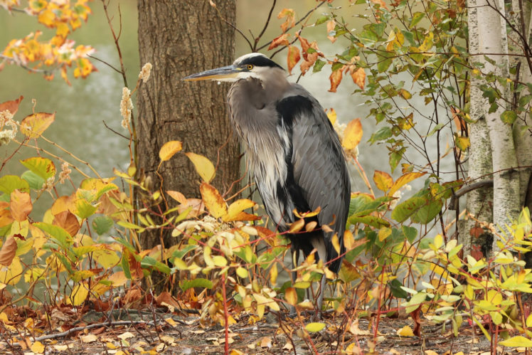 gray, Heron, Bird, Trees, Leaves, Autumn HD Wallpaper Desktop Background
