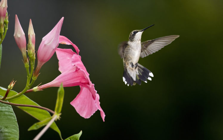 hummingbird HD Wallpaper Desktop Background