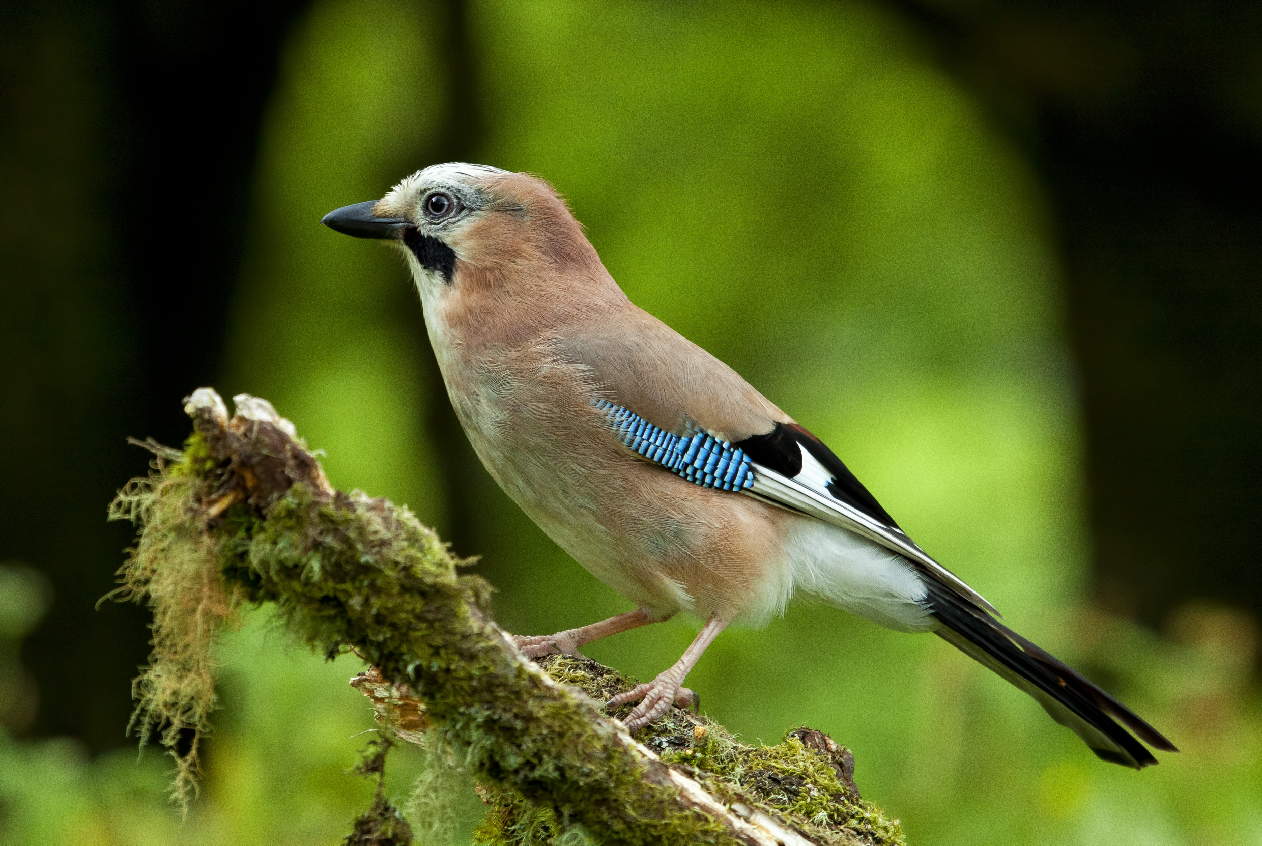 Download hd wallpapers of 166516-jay, Bird, Nature. 